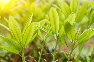 Rhododendron New Growth