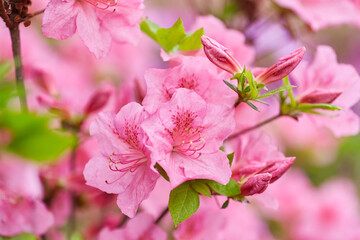 Pink Rhododendron Flowers