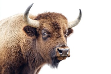 Majestic European bison portrait against white background.