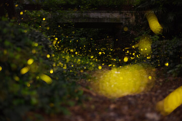 Fireflies in the forest