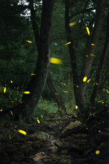 Fireflies in the forest