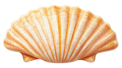 Concept of coastal relaxation with resort peace. A beautifully patterned seashell with ridges and a soft orange hue, showcasing natural textures and colors.