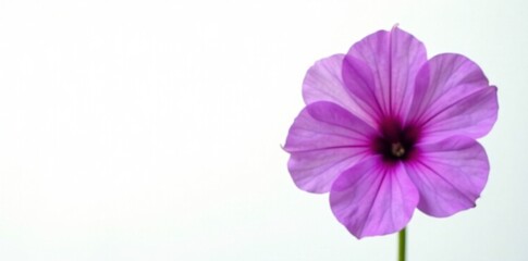 Single purple Petunia flower on a white background, flowerbuds, petals