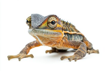 Obraz premium Close-up of a vibrant lizard