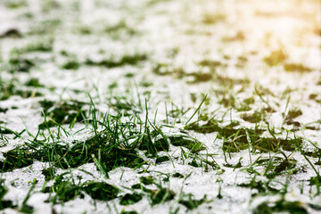 Spring Coming Soon. Spring Nature Background. Ise Cover Green Grass and Melting Snow in Early Spring Landscape with Sunlight.