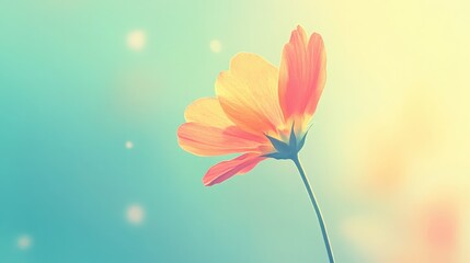 Obraz premium Delicate flower in soft focus, showcasing vibrant petals against a dreamy background