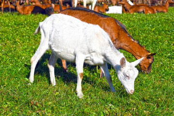 Fototapeta premium Saanenziege und Hausziege (Capra aegagrus hircus) 