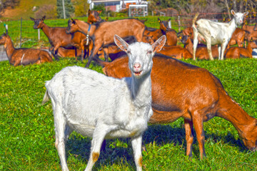 Saanenziege und Hausziege (Capra aegagrus hircus)	