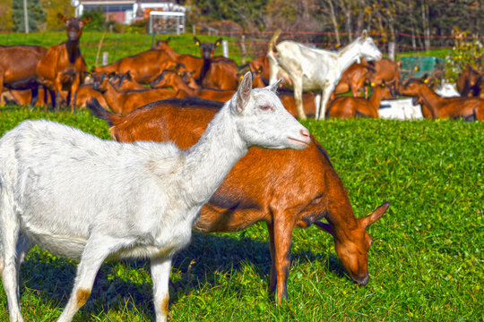 Saanenziege und Hausziege (Capra aegagrus hircus)	