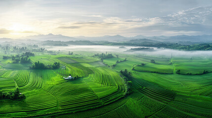 Fototapeta premium Aerial view of lush green agricultural landscape with rolling hills and mist