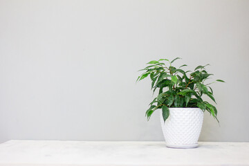 ficus with green leaves and water droplets on a gray background, white ceramic pot, Scandinavian interior