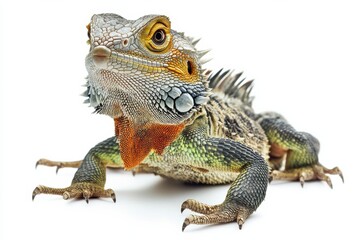 Obraz premium Close-up of a vibrant lizard