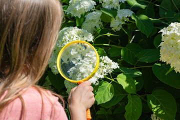 Curious child exploring white flowers with a magnifying glass in a summer garden