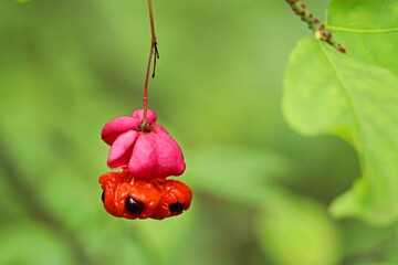 The brightly coloured fruits of the warty spindle tree, Euonymus verrucosus