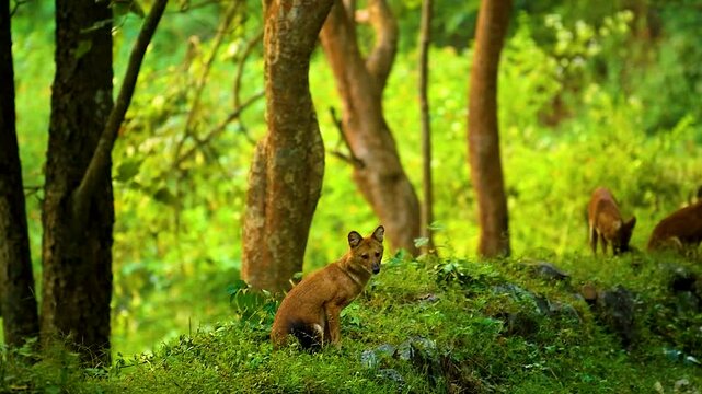 Wild dogs, or dholes, are social, pack-living predators found in Indian forests. Agile and vocal, they hunt cooperatively, playing a crucial role in ecosystem balance.