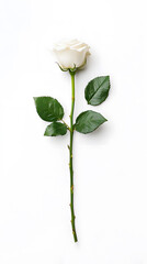 Obraz premium A single white flower rose, isolated white background