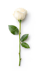 A single white flower rose, isolated white background