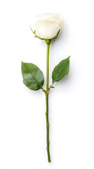 Obraz premium A single white flower rose, isolated white background