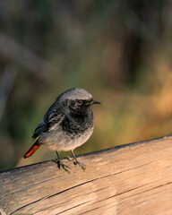 Pequeño pájaro posado en una madera