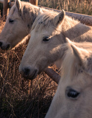 caballos blancos en establo