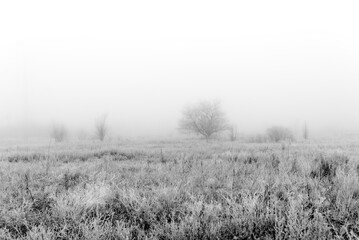 Bare Trees in the Misty Winter Fields