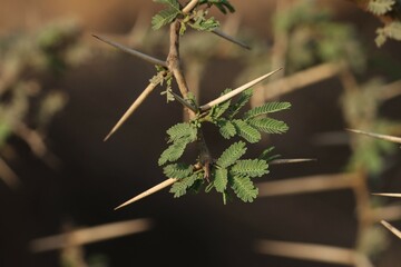 Gum arabic tree closeup. Selective focus. Nature concept. 