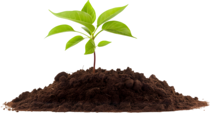 Young green plant growing from fertile soil isolated on transparent background for eco or agriculture themes