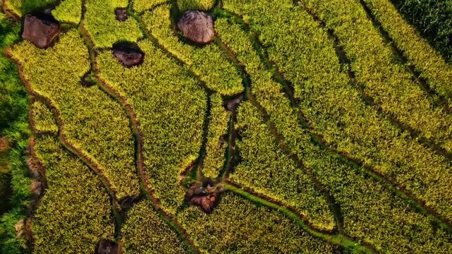 aerial panorama of agrarian rice fields landscape in the village of kendal Central Java, like a terraced rice fields in ubud Bali ASIA Indonesia