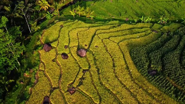  aerial panorama of agrarian rice fields landscape in the village of kendal Central Java, like a terraced rice fields in ubud Bali ASIA Indonesia