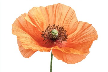 Vibrant Orange Poppy Flower Close-Up