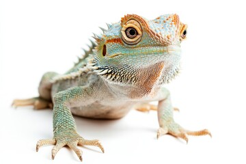 Fototapeta premium Close-up of a vibrant bearded dragon.