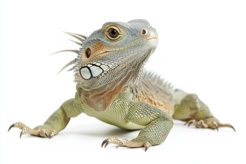 Obraz premium Green iguana on white background