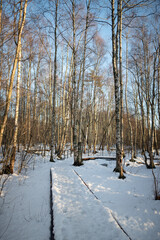 Fototapeta premium Walk on snow-covered ecological trail in sunny birch forest in early spring. Winter weather, ecotourism, travelling concept. 