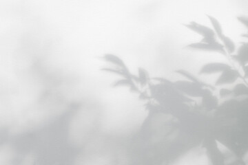 Leaf shadow and light on wall grey background. Nature tropical leaves plant tree branch shade sunshine . Sunlight on white wall texture for background wallpaper, shadows overlay effect foliage mockup