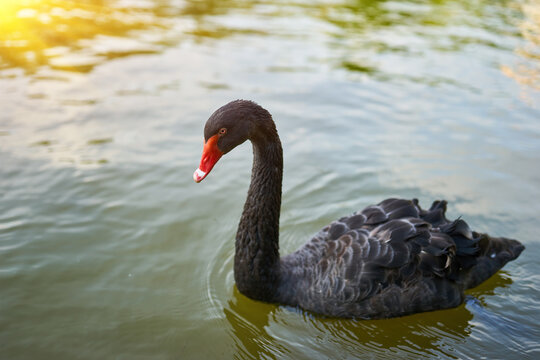 Black Swan on the Water