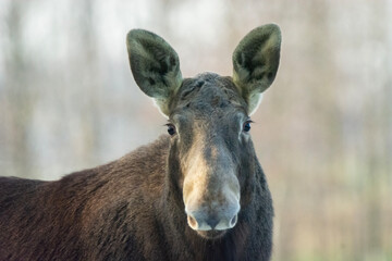 Portrait of a wild moose, eastern Poland