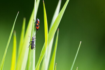 ( Cantharis obscura oder paradoxa ) - Eichenweichkäfer, Dunkler Fliegenkäfer und Gemeine Blutzikade ( Cercopis vulnerata )