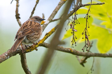 Heckenbraunelle (Prunella modularis)