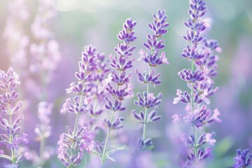 Delicate lavender flowers blooming in a serene garden, softly illuminated by morning light