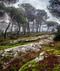 Granite rocks with moss and fog at The Concejo pinewood