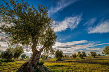 Obraz premium Olive trees and green fields, early in the morning