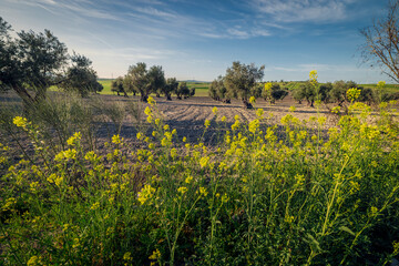 Olive trees behind wild yellow flowers at the end of winter.