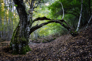 Principios de otoño en el Abedular de Somosierra