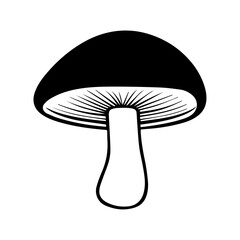 mushroom isolated on white