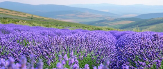 Obraz premium Vast lavender field under a clear sky with rolling hills in the background.