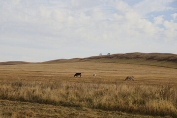Obraz premium Portrait of a herd of cows grazing in a field