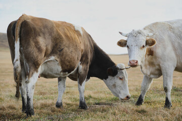 Portrait of a herd of cows grazing in a field