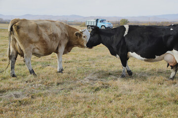 Portrait of a herd of cows grazing in a field