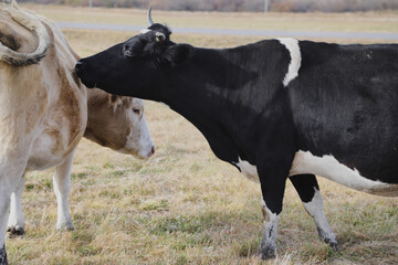 Portrait of a herd of cows grazing in a field