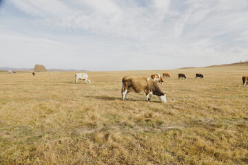 Portrait of a herd of cows grazing in a field